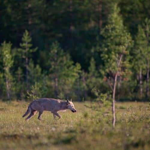 wolf photogrpahy in Finland