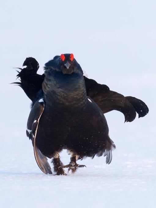Black grouse - birds and mammals in spring