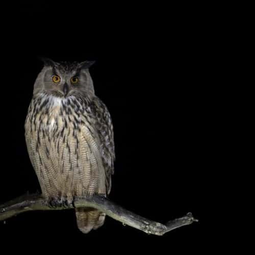 Eagle Owl / huuhkajakuvauskurssi | birds and mammals on snow