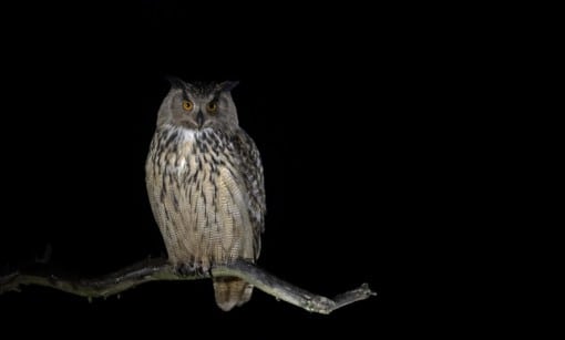 Eagle Owl / huuhkajakuvauskurssi | birds and mammals on snow