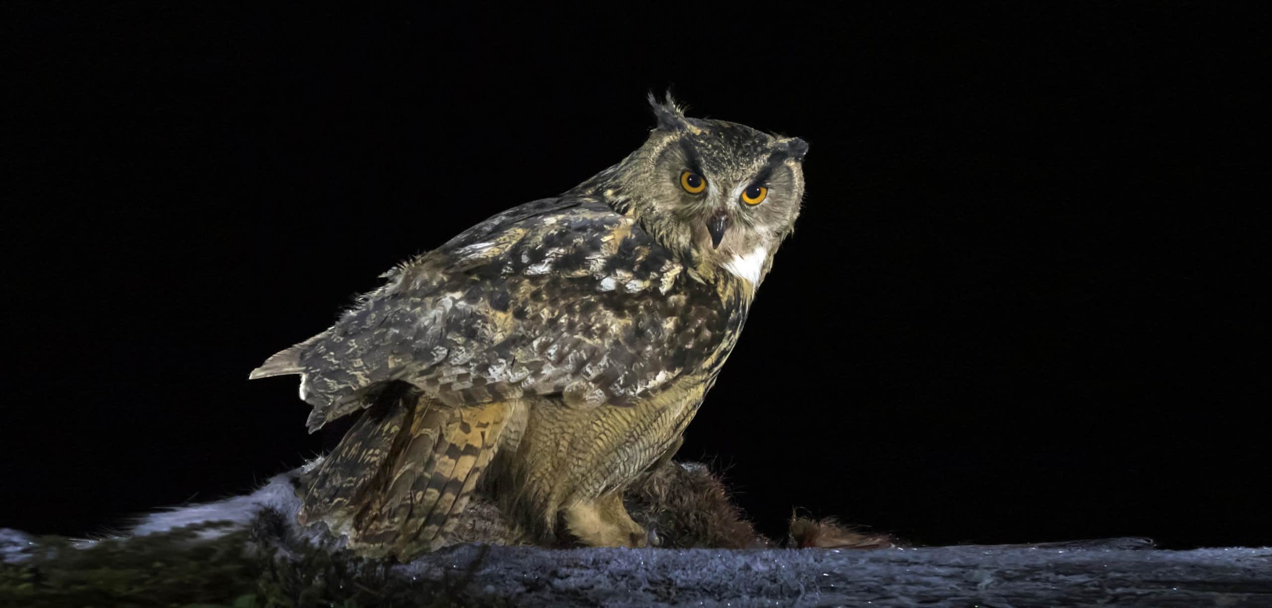 Eagle Owl and Golden Eagles photography tour