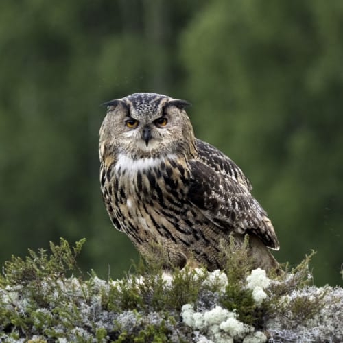 Huuhkaja Eagle Owl